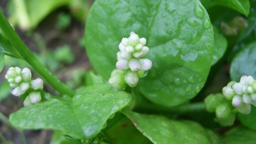 Basella alba, la rampicante che cresce a tutta velocità ed è anche commestibile: la pianta ideale per pergolati, muri e balconi