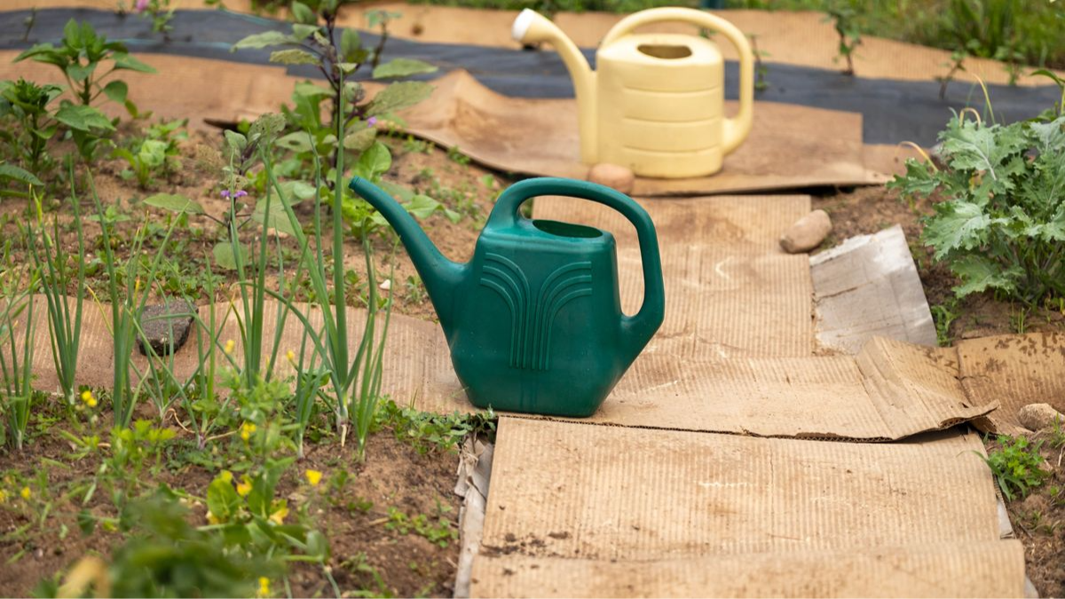 Bordo dell’aiuola: il prato invade le piantagioni ogni estate? Il trucco gratuito a “V” del giardiniere e un pezzo di cartone fermano le radici per anni