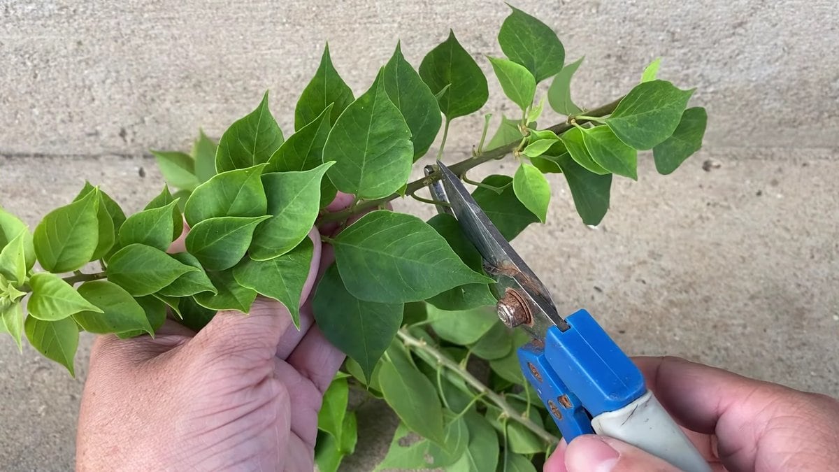 Bouganvillea senza fiori: questi 3 gesti da fare subito per far ripartire la fioritura più in fretta del previsto