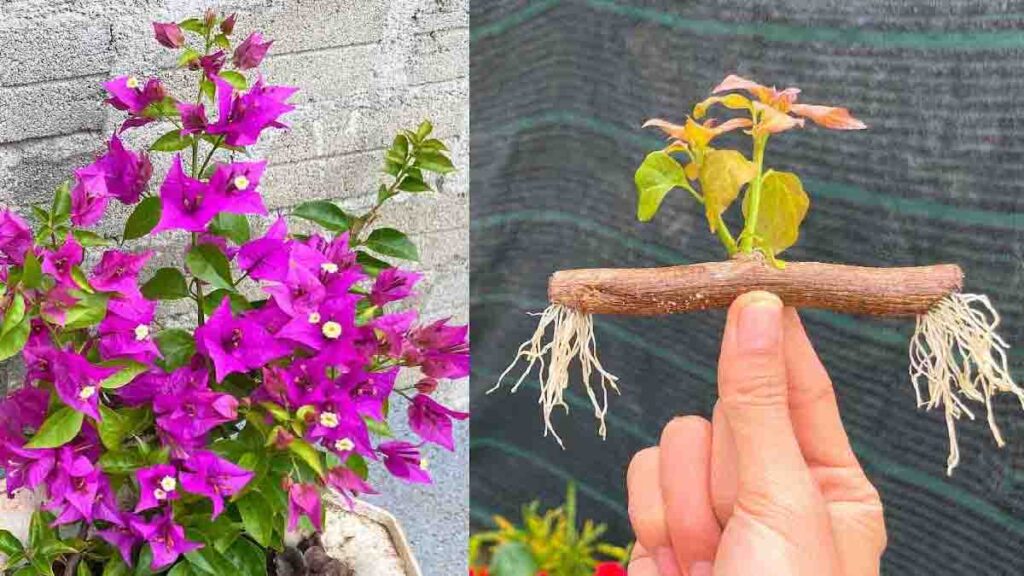 Bouganvillea senza fiori: questi 3 gesti da fare subito per far ripartire la fioritura più in fretta del previsto