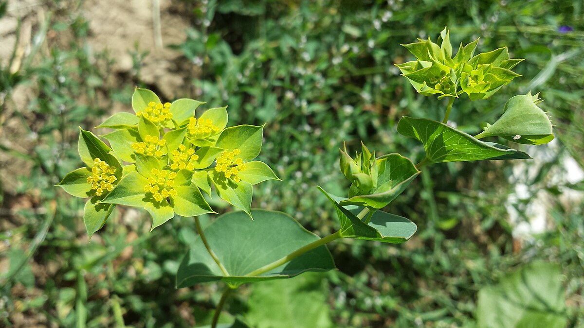 10 dei migliori semi da seminare adesso per avere fiori per tutta l’estate