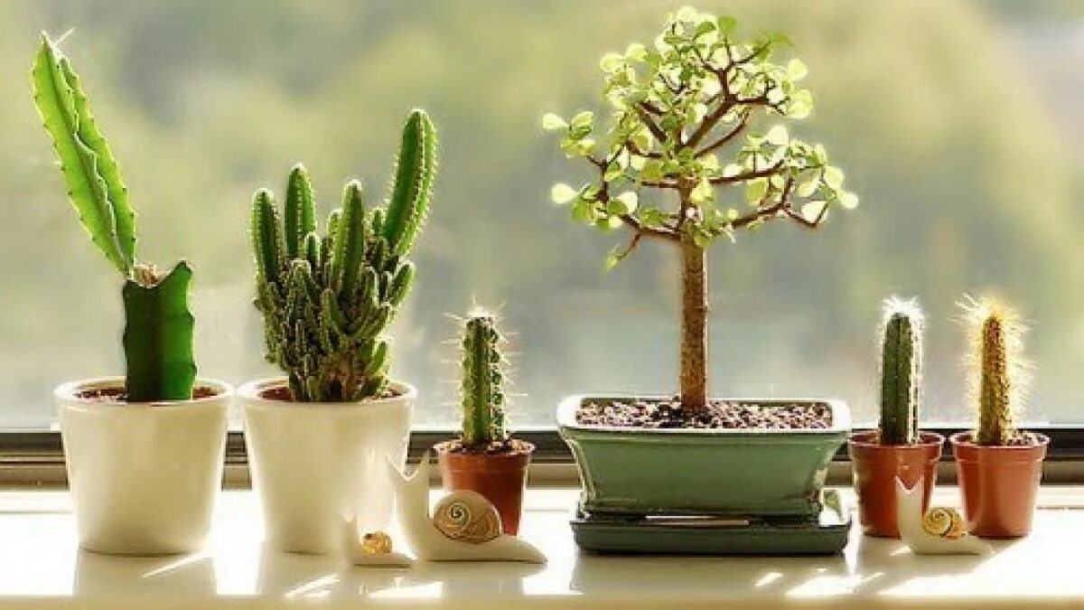 5 piante da appartamento facilissime da coltivare sul balcone e che restano verdi anche con cure minime