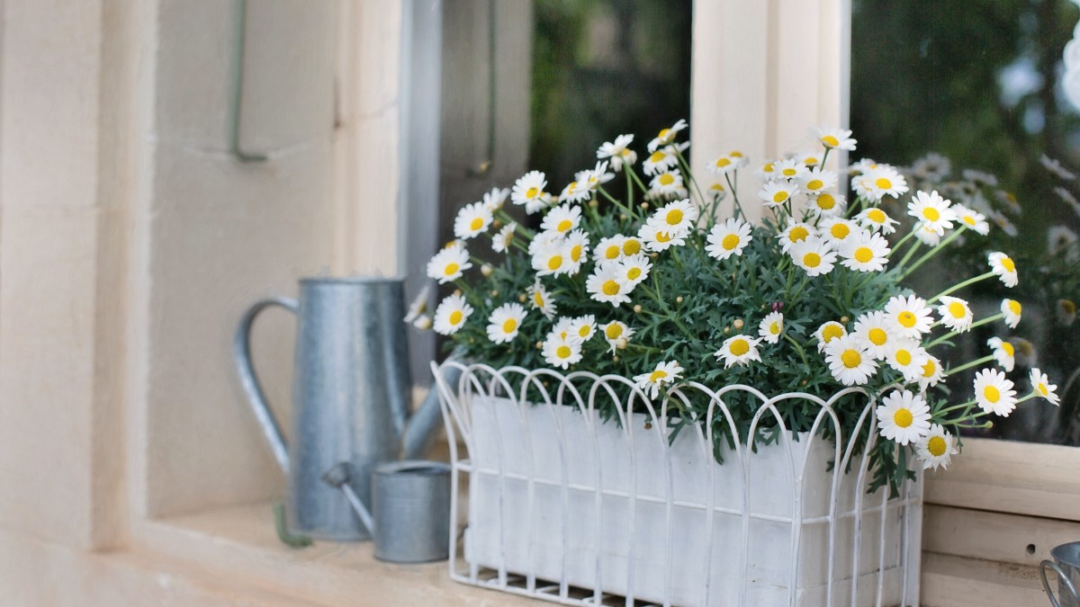 5 piante aromatiche che renderanno più fresco il profumo della casa