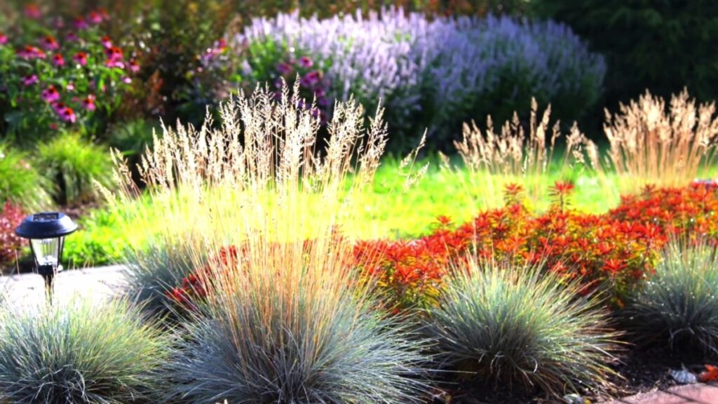 Canicola, restrizioni all’irrigazione: questi 10 fiori possono salvare il tuo giardino e fiorire quasi senza acqua