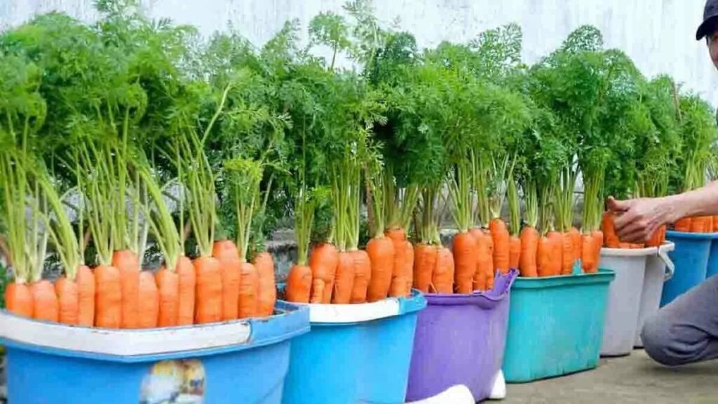 Carote dolci direttamente nei vasi! Iniziate la coltivazione con questi semplici passaggi e avrete a casa un raccolto davvero vantaggioso