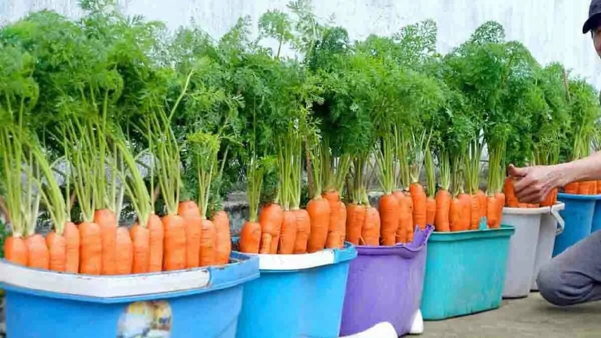 Carote dolci direttamente nei vasi! Iniziate la coltivazione con questi semplici passaggi e avrete a casa un raccolto davvero vantaggioso