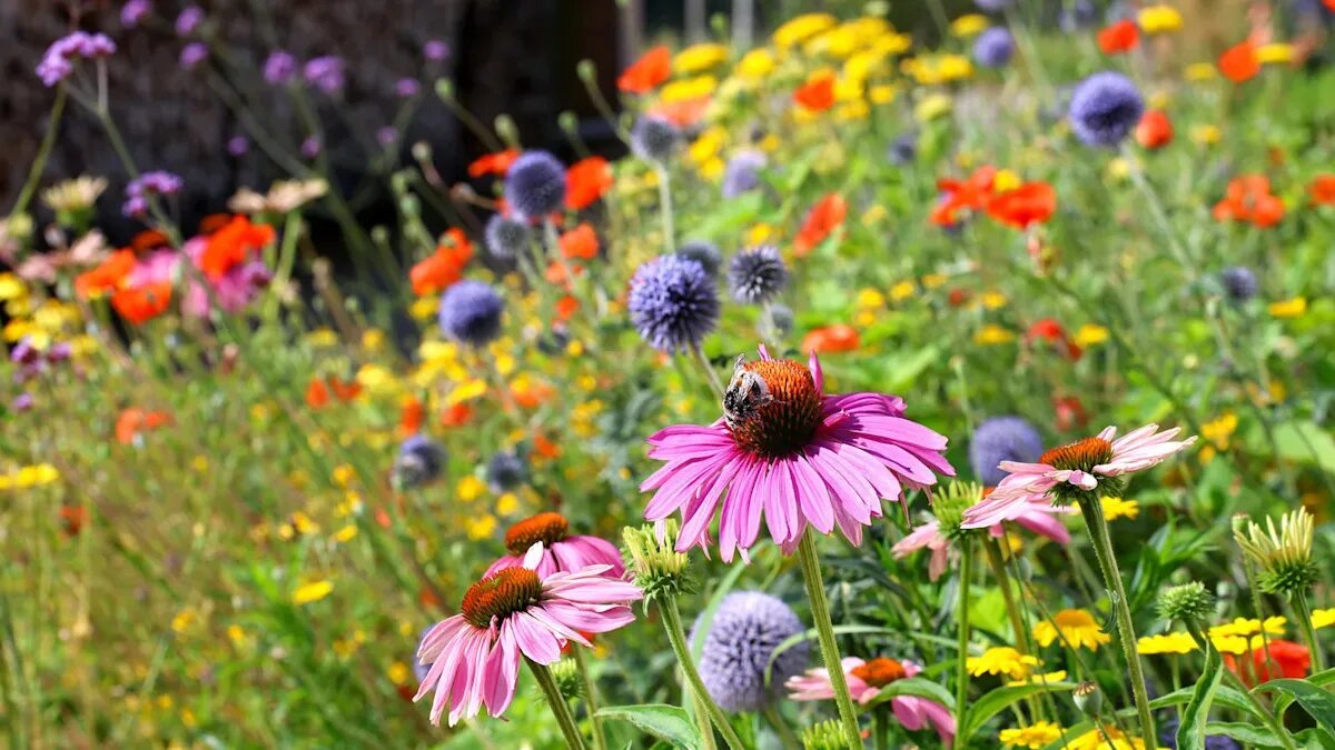 10 dei migliori semi da seminare adesso per avere fiori per tutta l’estate