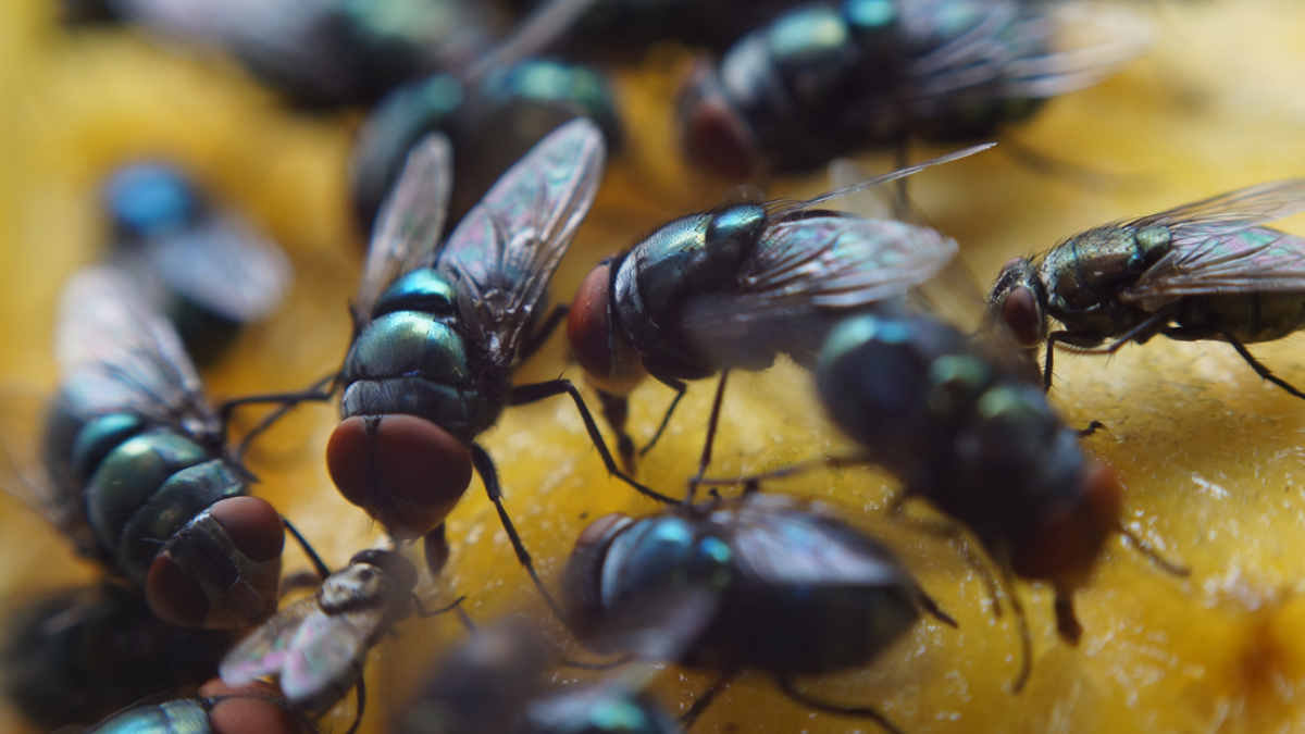 Invasione di mosche nelle case: metodi efficaci e rapidi per eliminarle definitivamente senza insetticidi 2 Invasione di mosche nelle case: metodi efficaci e rapidi per eliminarle definitivamente senza insetticidi