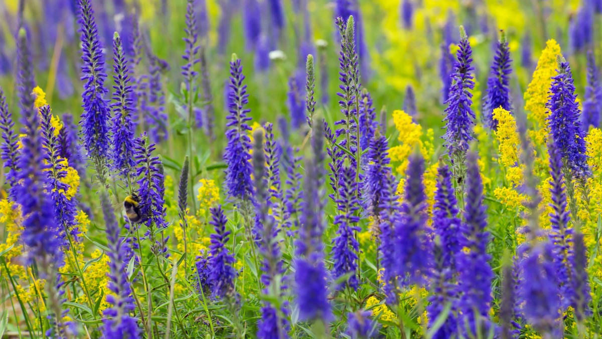 10 dei migliori semi da seminare adesso per avere fiori per tutta l’estate