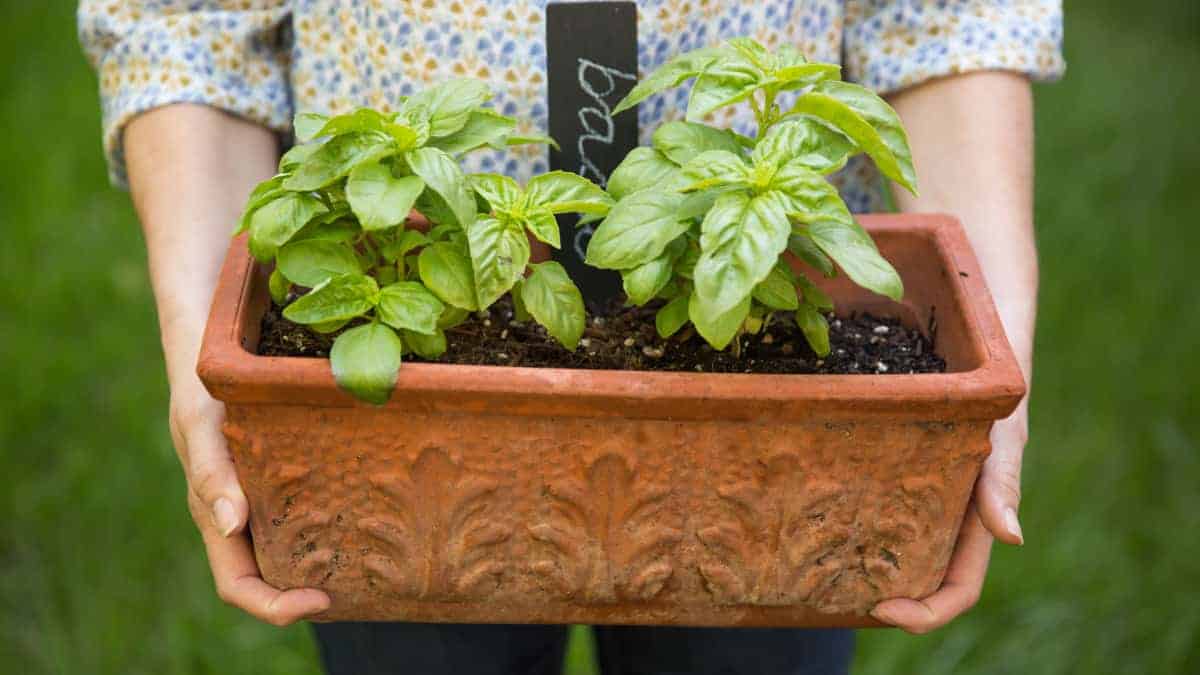 Che cosa significa “stressare il basilico”? Perché più lo “stressi”, più diventa folto, con foglie fitte e una vita sorprendentemente lunga