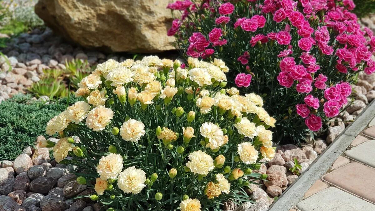 Questa poco conosciuta pianta perenne farà splendere il vostro giardino e il vostro balcone per mesi