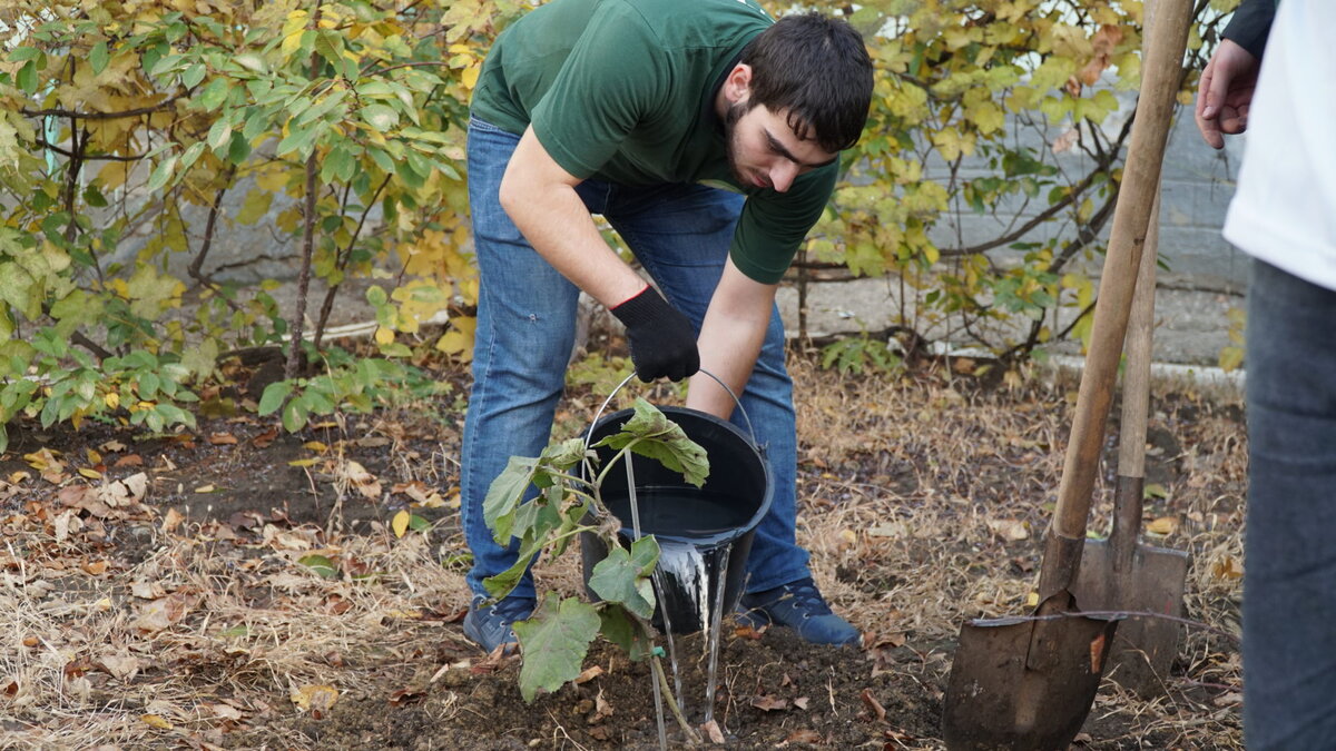 Volete ombra in giardino? La paulonia cresce di 3 metri in un anno e, a quanto si dice, porta fortuna