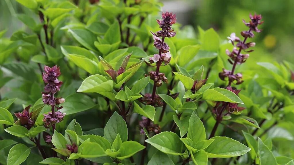 Come coltivare il basilico thailandese per avere tante foglie, anche con una sola pianta, e raccoglierlo quasi tutto l’anno anche se lo spazio è poco