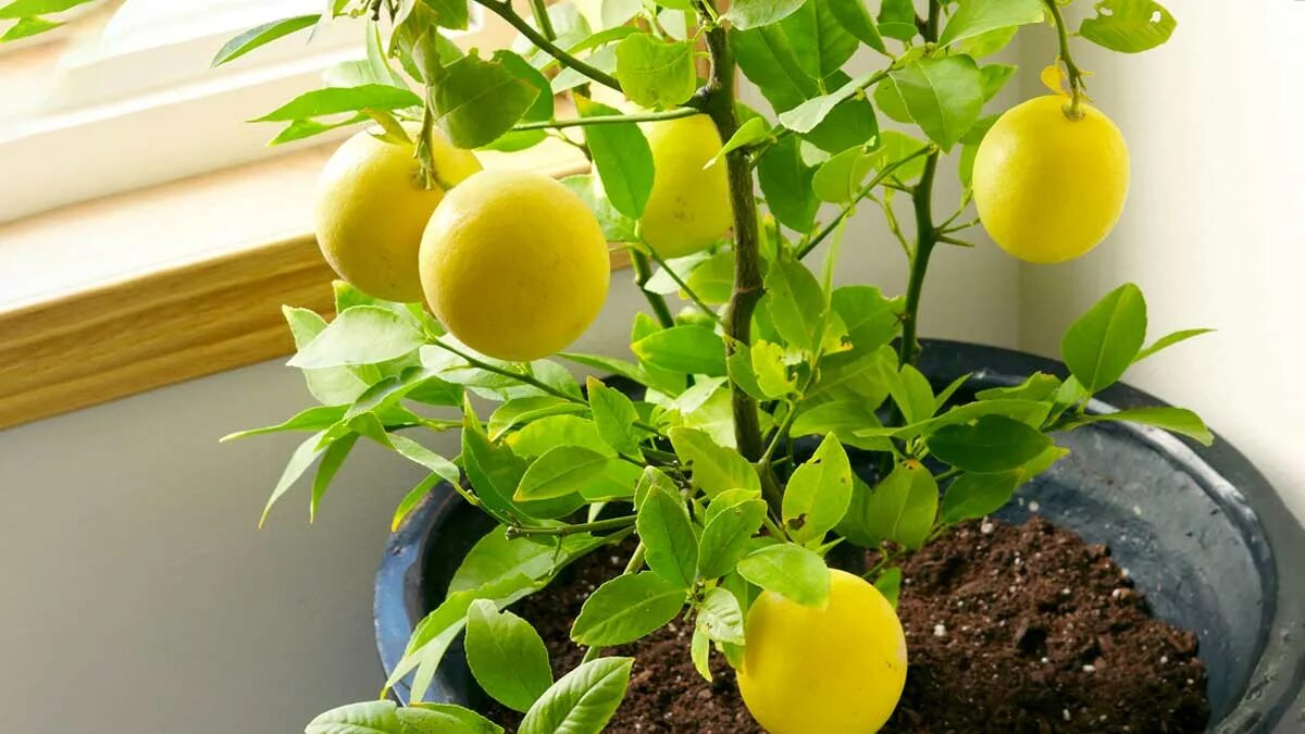 Come coltivare un limone in casa e cosa aggiungere alla pianta di limone per farla crescere più velocemente