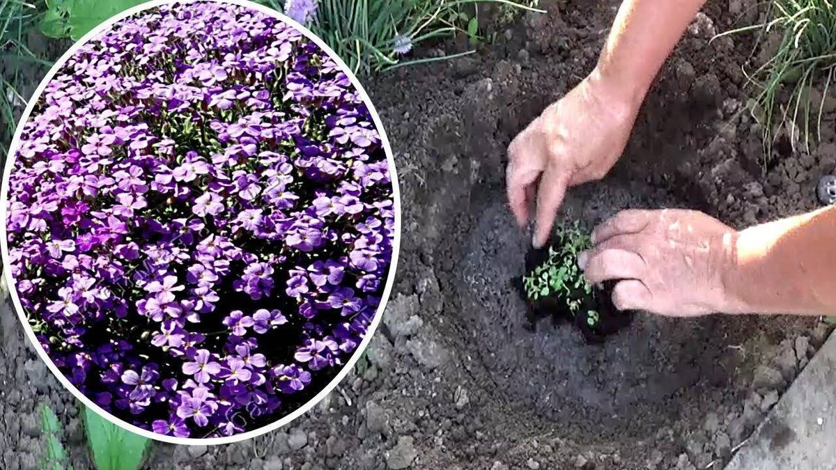 L’arbusto che fiorisce fino a 10 mesi all’anno. Gli italiani stanno appena iniziando a scoprirlo 3 L’arbusto che fiorisce fino a 10 mesi all’anno. Gli italiani stanno appena iniziando a scoprirlo