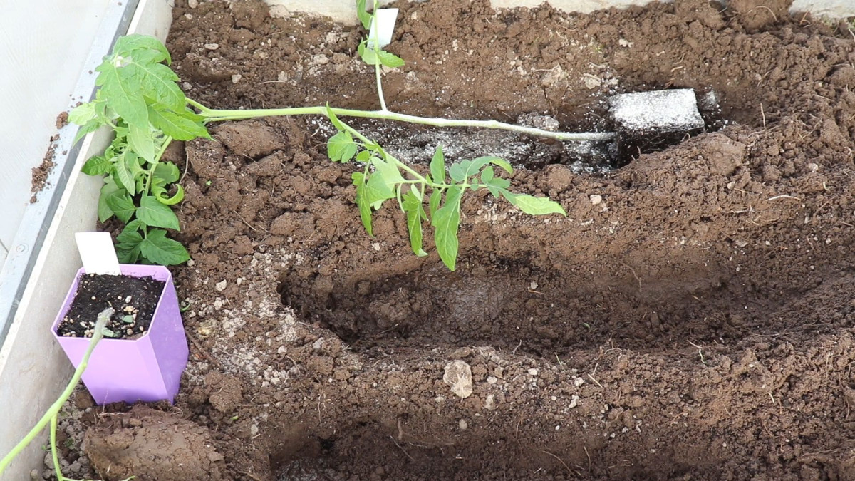 «Pianti i pomodori in verticale?» Da quando un vicino mi ha mostrato il metodo orizzontale, le mie piante sono diventate molto più vigorose