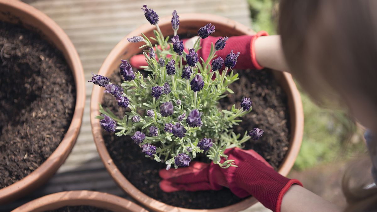 Dal bidone al giardino: tre fertilizzanti che aiutano la lavanda a fiorire per tutta l’estate