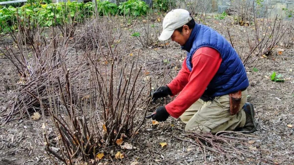 Quattro piante legnose che in questo momento hanno ancora bisogno di una potatura