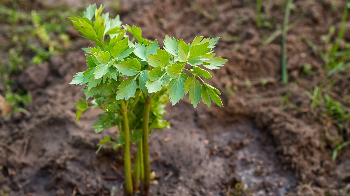 Come prendersi cura del levistico in primavera? Che cosa dare alla pianta perché cresca bene