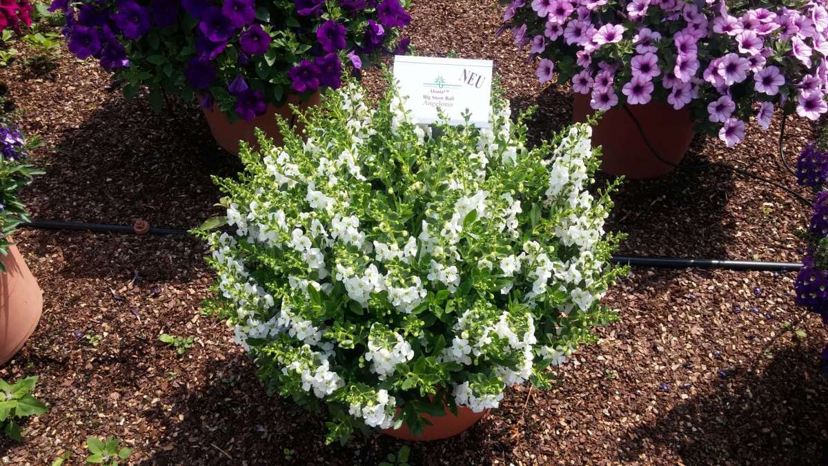 In Europa occidentale il geranio non si coltiva più. A sostituirlo è stato un fiore inebriante che chiamano “Volto d’angelo” 3 In Europa occidentale il geranio non si coltiva più. A sostituirlo è stato un fiore inebriante che chiamano “Volto d’angelo”