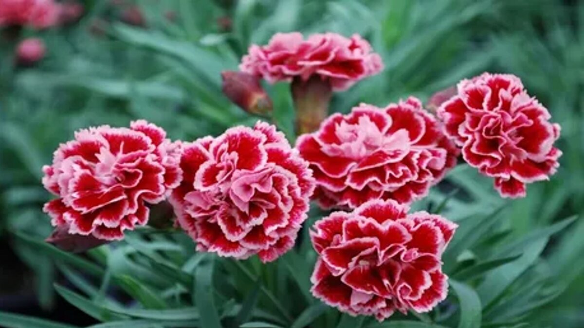 Questo fiore da balcone a meno di 2 euro nel 2026 sta prendendo il posto delle rose