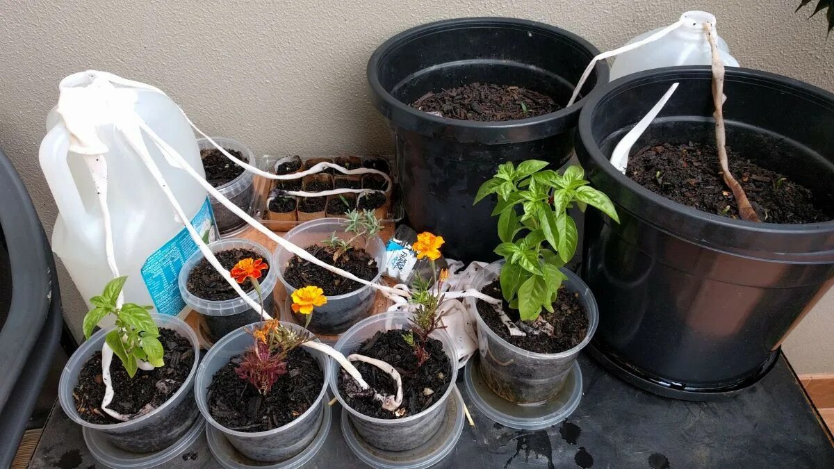 Partite fuori città? Non preoccupatevi che le piante si secchino: basta usare questo semplice trucco