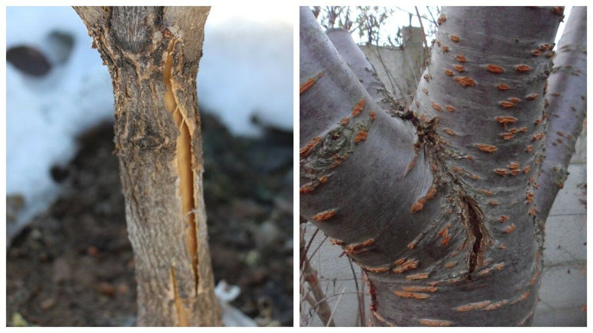 Il marciume da Phytophthora distrugge gli arbusti. Riconoscete la Phytophthora prima che sia troppo tardi