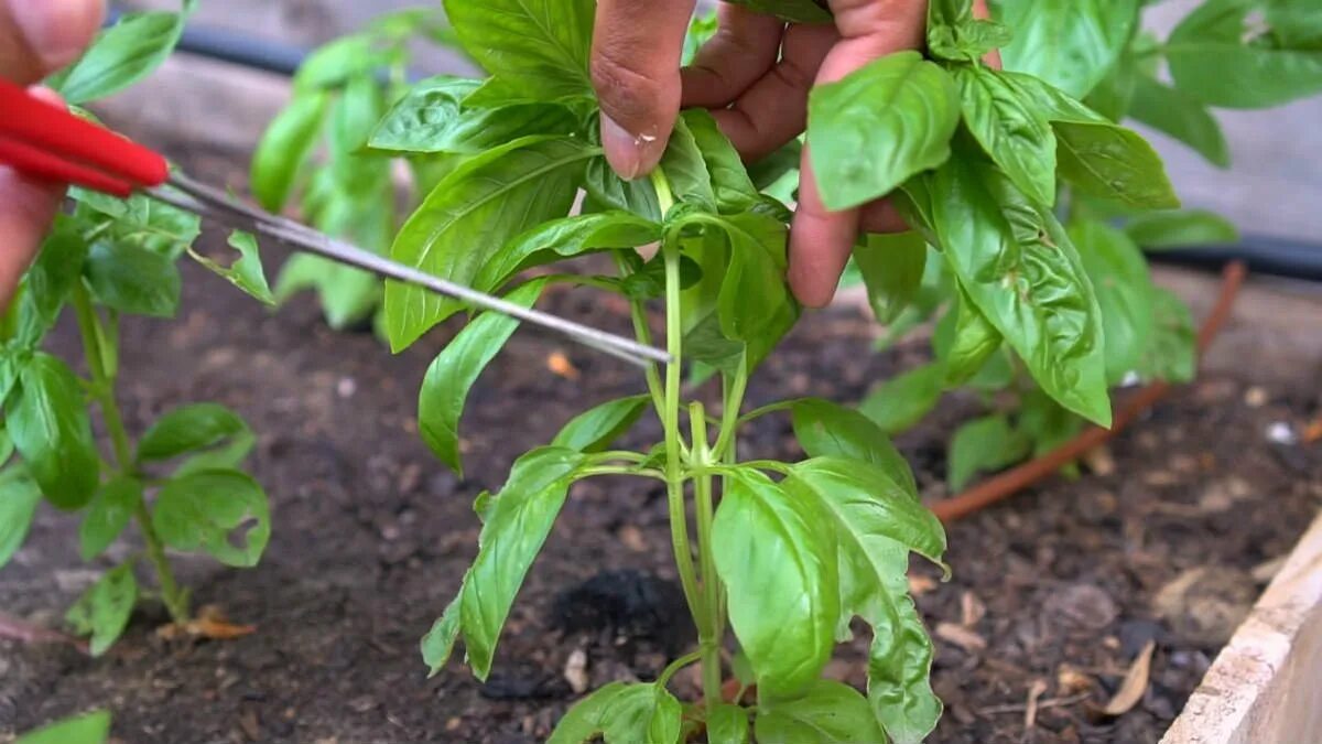 Che cosa significa “stressare il basilico”? Perché più lo “stressi”, più diventa folto, con foglie fitte e una vita sorprendentemente lunga 2 Che cosa significa “stressare il basilico”? Perché più lo “stressi”, più diventa folto, con foglie fitte e una vita sorprendentemente lunga