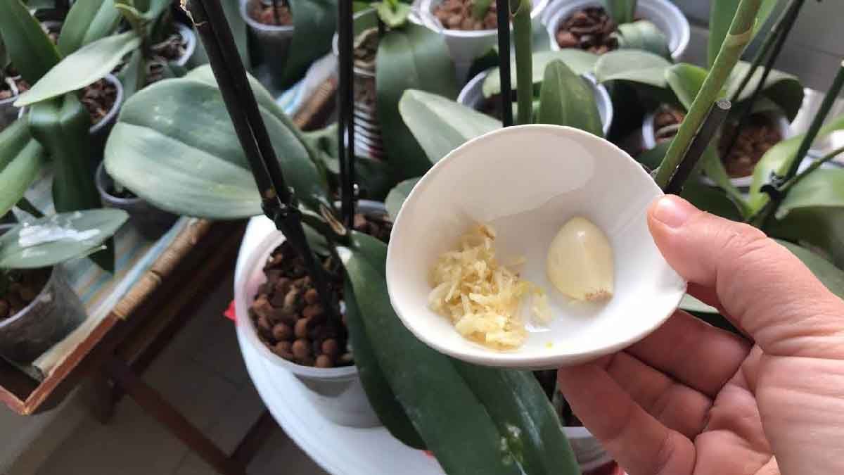 Versate mezzo cucchiaino nel vaso e in 3 settimane l’orchidea partirà con i boccioli