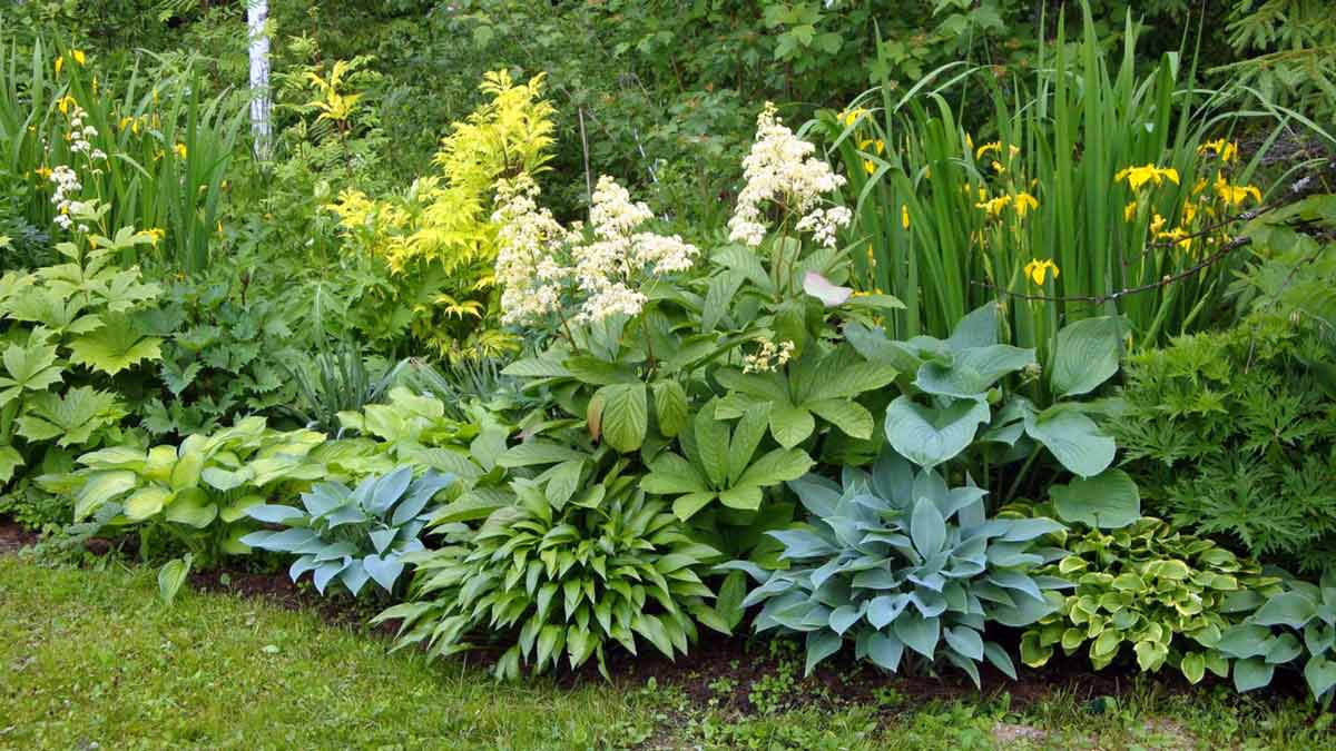 Sotto gli alberi non cresce nemmeno l’erba? L’epimedio all’ombra creerà un ricco regno di fiori 3 Sotto gli alberi non cresce nemmeno l’erba? L’epimedio all’ombra creerà un ricco regno di fiori