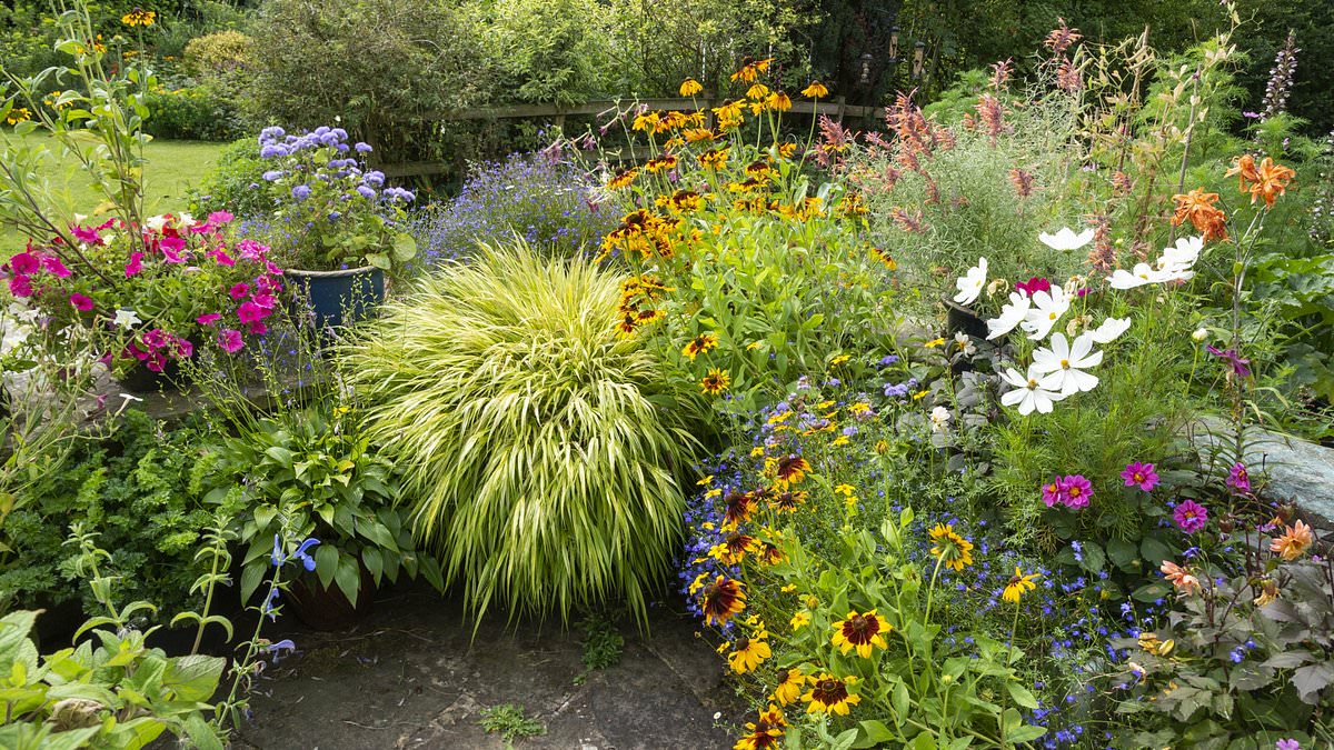 Quest’anno dei tulipani nessuno sentirà la mancanza. Il grande trend dei giardini nel 2026 è una bellezza che fiorisce per 100 giorni di fila