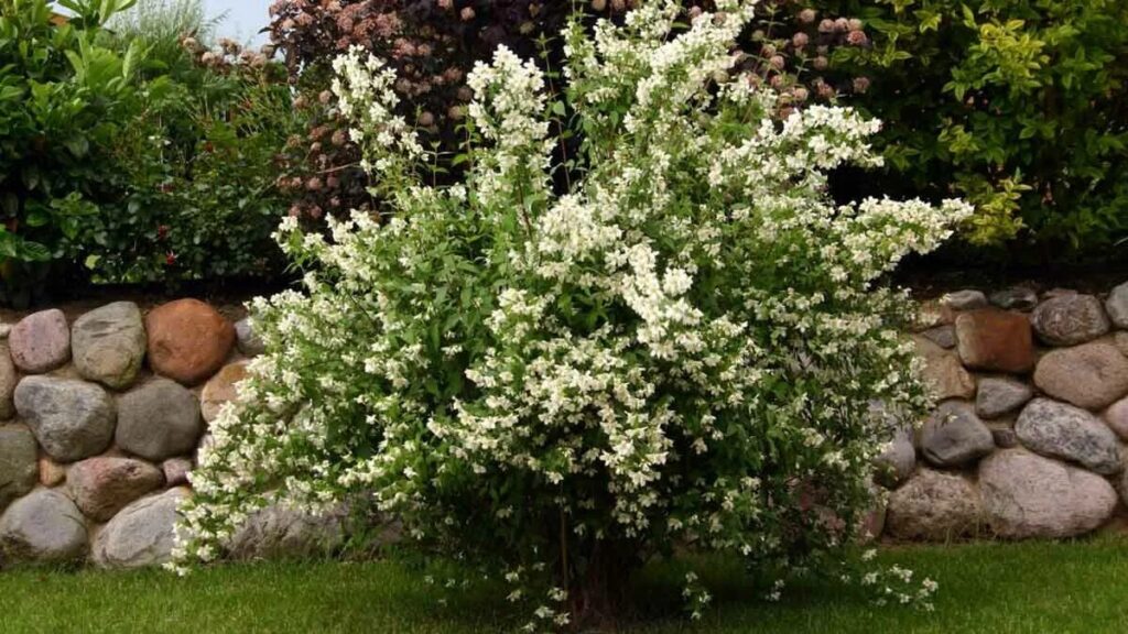 Consigli di giardinaggio: con il caldo il cespuglio di gelsomino si riempirà di fiori, basta curarlo con questo trucco e il giardino resterà sempre verde e rigoglioso