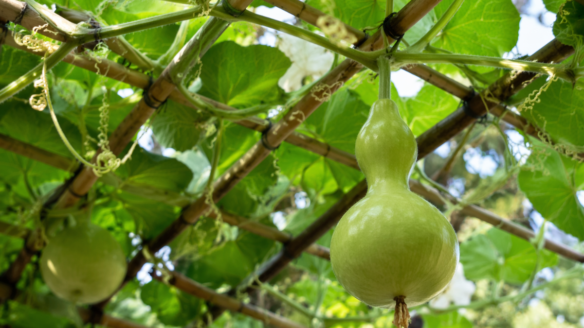 Consigli per l’orto di casa: ecco come coltivare la zucca a fiasco nel tuo orto domestico e dire addio ai problemi con le verdure durante l’estate