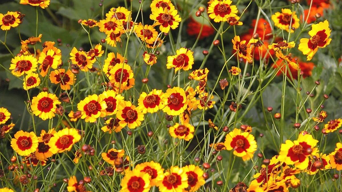 10 dei migliori semi da seminare adesso per avere fiori per tutta l’estate