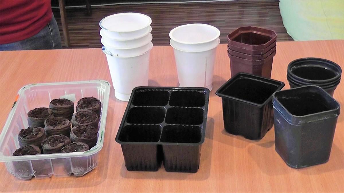 I giorni più favorevoli per seminare pomodori e cetrioli ad aprile: come non sbagliare con le date