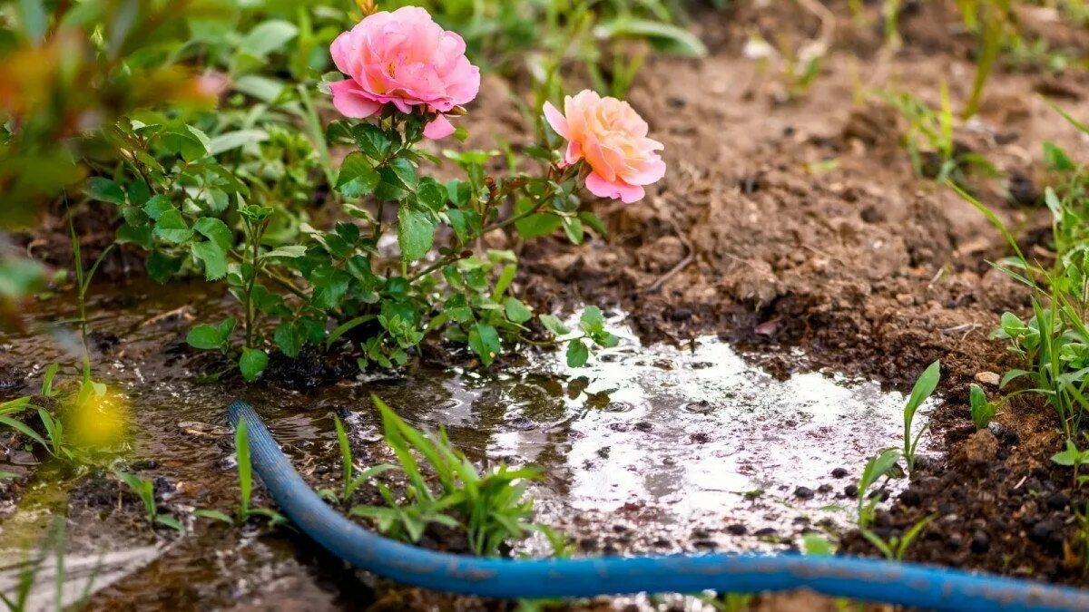 Adesso è il momento di piantare le rose a radice nuda. Il giardino si riempirà di fiori