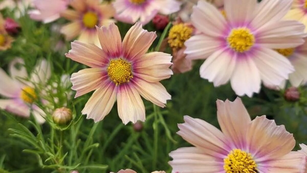 10 dei migliori semi da seminare adesso per avere fiori per tutta l’estate