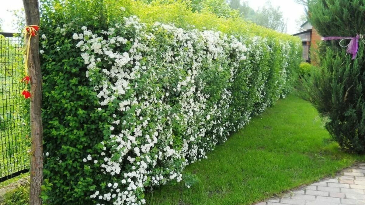 Una proprietaria di casa dice che non riesce più a godersi il suo giardino a causa dei vicini: ora sta cercando di “sistemare lo spazio invece di combattere con loro”