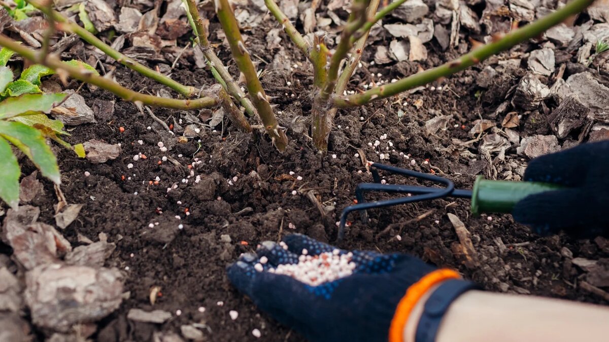 Adesso è il momento di piantare le rose a radice nuda. Il giardino si riempirà di fiori
