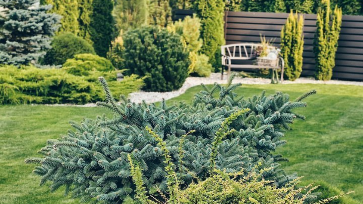 Vedendo il giardino di Evelina si fermano anche gli sconosciuti: ha svelato consigli che valgono oro 3 Vedendo il giardino di Evelina si fermano anche gli sconosciuti: ha svelato consigli che valgono oro