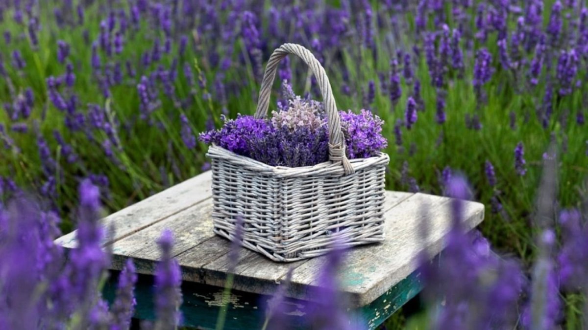 Dal bidone al giardino: tre fertilizzanti che aiutano la lavanda a fiorire per tutta l’estate
