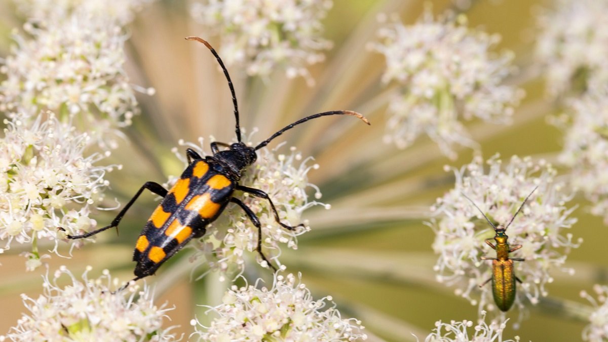 10 dei migliori semi da seminare adesso per avere fiori per tutta l’estate