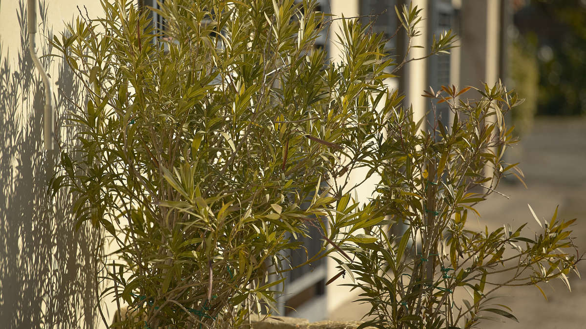 L’oleandro tutto grigio dopo l’inverno? Questi gesti di inizio primavera possono salvarlo e rilanciare la fioritura