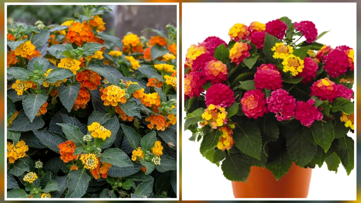 Non richiede manutenzione e fiorisce fino alle prime gelate: è stato nominato il miglior fiore per il balcone