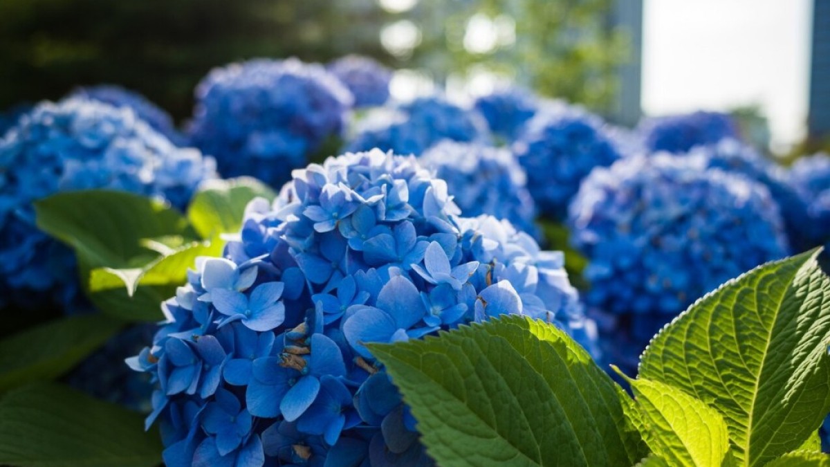 Ecco perché l’ortensia non fiorisce: con questo trucco economico da cucina tornerà a riempirsi di fiori