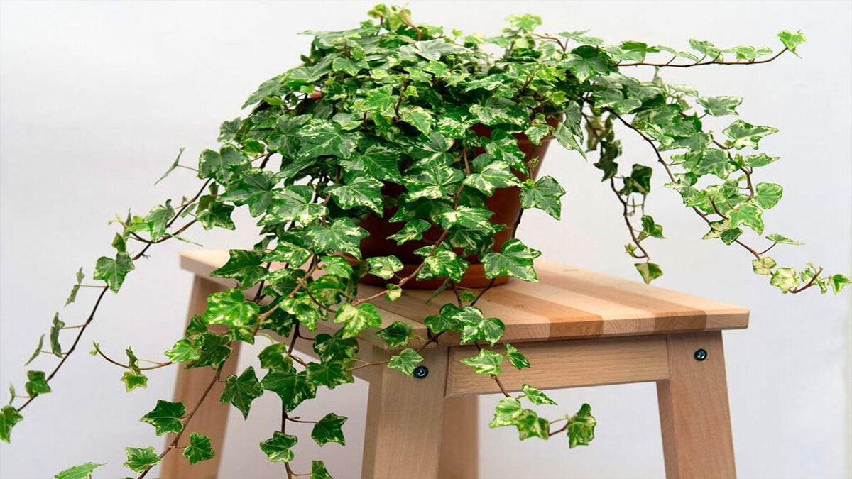 5 piante da appartamento facilissime da coltivare sul balcone e che restano verdi anche con cure minime