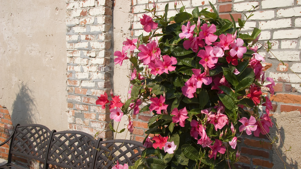 Né gerani, né lobelie. Quest’anno i balconi saranno conquistati da un fiore che fiorisce a lungo e quasi non chiede nulla in cambio