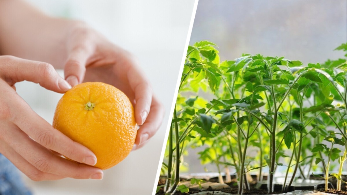 Le bucce d’arancia in giardino: un semplice trucco contro gli “ospiti” indesiderati