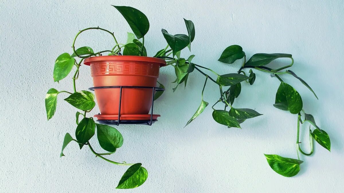 5 piante da appartamento facilissime da coltivare sul balcone e che restano verdi anche con cure minime
