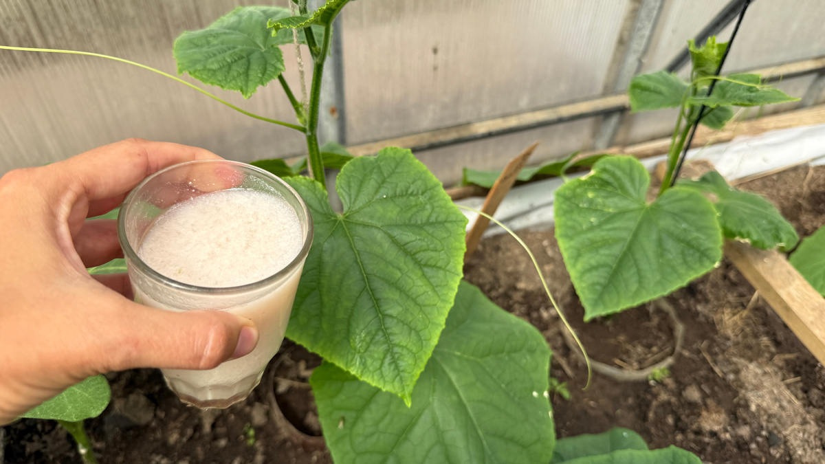 I cetrioli cresceranno come il lievito: quando li pianti nella buca bisogna aggiungere un cucchiaio di infuso